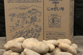 【予約受付中】煮物にも便利な有機栽培ジャガイモ　メークイン５ｋｇ！