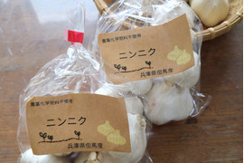 【農薬化学肥料不使用】サイズ色々ニンニク！ホワイト六片種（乾燥）兵庫県但馬産【４個入り×２袋】
