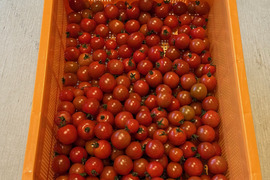 【訳あり・加工用】小鈴トマト｜昔ながらの味わい｜加熱・調理向け