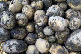 【期間限定品】ながさき黄金2キロ🥔