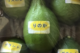 おすすめレモン3種盛(約3k前後)出始めグリーンです。