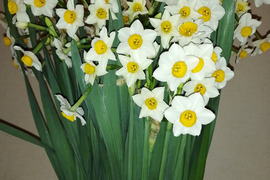 南房総の『日本水仙』20本入り 4枚葉のみ【収穫仕立てを発送】