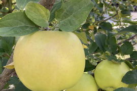 超希少りんご　こうこう3キロ7-12玉　樹上完熟蜜入りチェック済み　幸せ呼ぶ黄色いりんご　11月25日頃より発送予定