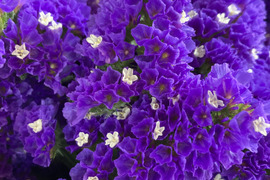【ドライフラワー好きの方におすすめ】【仏花としても】スターチス　紫色　15本～20本