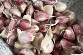 【農薬化学肥料不使用】暖地にんにく王様！平戸にんにくバラ500g約50粒