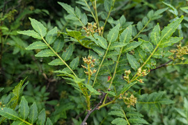 山椒の新芽（生）葉付き　約30本　農薬一切不使用　天然栽培