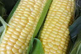 ㊗️🎖️食べチョクアワード２０２５入賞🎖️㊗️
７本🌽黄色とうもろこし