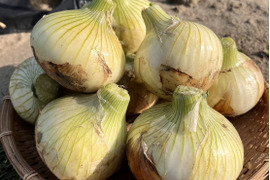 甘み濃厚！浜松産フレッシュ新玉ねぎ2㎏