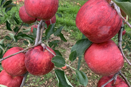 予約開始‼️早生りんごの王様👑サンつがる🍎(3kg)家庭用