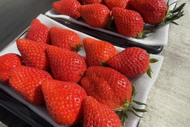 ✨ご褒美いちご✨大粒　【貴重ないちご】310g×2トレー　余り見ない大きさにビックリ✨