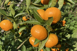 食べたらやみつき　甘くておいしい　『ゆら早生みかん』　3kg