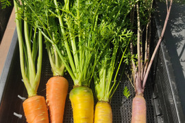 🌈🥕まるでお野菜の宝石箱！【贅沢3色の彩り】オレンジ×黄色×紫｜葉付きカラフルニンジン食べ比べセット約2kg｜サラダ・グリル・ラペに｜農薬・化成肥料不使用🥕