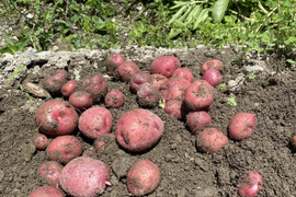 ジャガイモ🥔赤い皮が特徴の【アンデスレッド】　重量分、箱いっぱいにお届けします