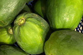 温室栽培の青パパイヤ　2キロ以上（2個か3個）