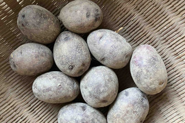 【種芋に◎】農薬・肥料不使用　自然栽培グラウンドペチカ（10個）