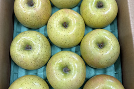 KosakaFarmのこだわり王林🍏