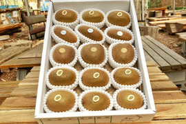 【迷ったらこちら!!】キウイセット３種！この道50年！プロキウイ農家おすすめ季節限定3品種が入るお任せキウイセット：16個前後入り【熨斗対応可】L3