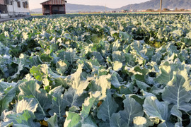 淡路産　朝採れ脇芽ブロッコリー