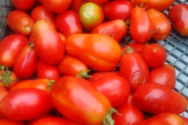 【太陽さんさん露地トマト1.6㎏～】加熱調理専用サンマルツァーノ400g以上×４パック。
