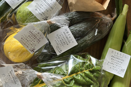 【朝穫れですぐお届け！】農薬化学肥料不使用キラピカ旬野菜BOX7品品農の島＊大三島＊よりお届け！