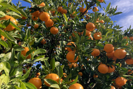 【絶品・濃厚】糖度15度以上　『田口早生みかん』　5kg