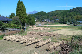 かみ応えあり！　美味しい　自然栽培米　ひのひかり