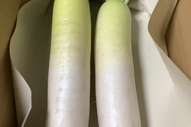 青首大根水分たっぷり冬自慢【栽培期間中農薬不使用・自然栽培】４本6～9㎏