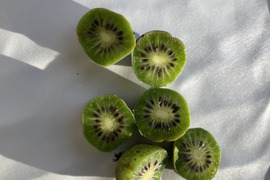 天然　サルナシ　京都産　１キロ 冷凍