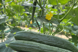 太陽のごちそう！パリッとひなたきゅうり
 お買い得5kg（箱重量込)