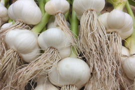 【期間限定】いまが旬の生ニンニク1kg