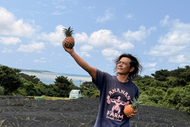 独自栽培！！完熟ピーチパイン1.2kg(2~3個)『沖縄県西表島パイナップル』