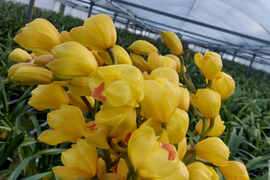 【切り花6本】 シンビジウムの切り花