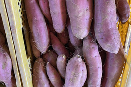 ホクホク食感！千葉県香取市産  紅あずま 2Lサイズのみ　4.8kg