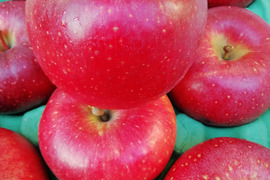 シナノホッペ　話題の新品種　贈答用　信州オリジナル林檎　3キロコース（8個から10個入り）