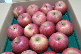 葉取らずふじりんご🍎18個〜20個入り
