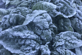 😱性格の悪い夫がつくった可哀想な【ちぢみほうれん草】 1kg