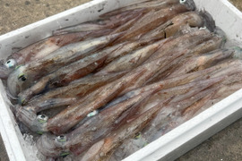 今が旬！！青森県産　ヤリイカ　約２kg