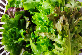 ✨農薬・化成肥料不使用のミックスレタス600g✨