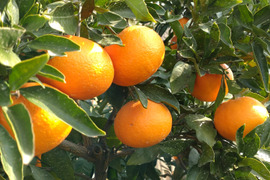 【希少な柑橘】爽やかなオレンジ香、プリンス清見🍊３kg(箱込み)