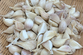 【自然栽培】バラにんにく300g