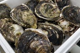 【数量限定！大容量！】生食可！不揃いいわがき！Mサイズ（40～45個入）