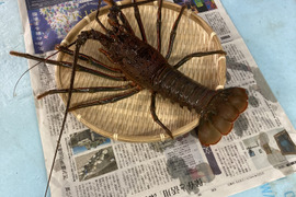 液体冷凍伊勢海老　訳あり品　650-700ｇ×2匹