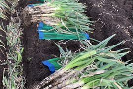 【訳アリ】＊秋田県産秋冬ねぎ＊  5㎏