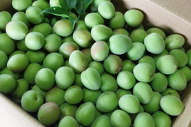 爽やかな酸味と香り　青梅５kg【自然栽培】