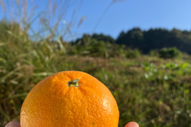 【予約割引】ほどよい酸味と甘さ！熊本みかん秀品　金峰10ｋｇ箱込み　（温州）