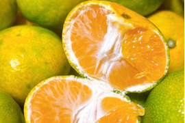 ゆら早生の通販｜みかん｜食べチョク｜産地直送(産直)お取り寄せ通販