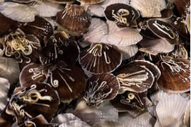 青森陸奥湾ホタテ稚貝　約2キロ