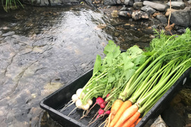 野菜セット pesticide-free vegetable box