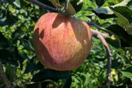 甘さが際立つつがる（自家用）5㎏
