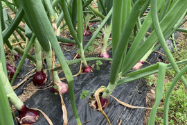 サラダ用紫玉ねぎ2個と新玉ねぎの詰め合わせで2kg